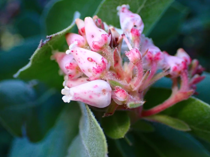 Arctostaphylos regismontana image