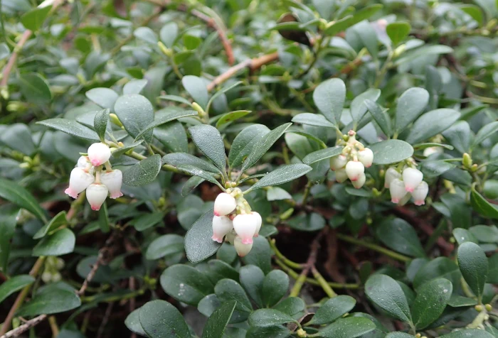 Arctostaphylos uva-ursi image