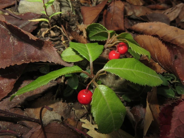 Ardisia japonica image