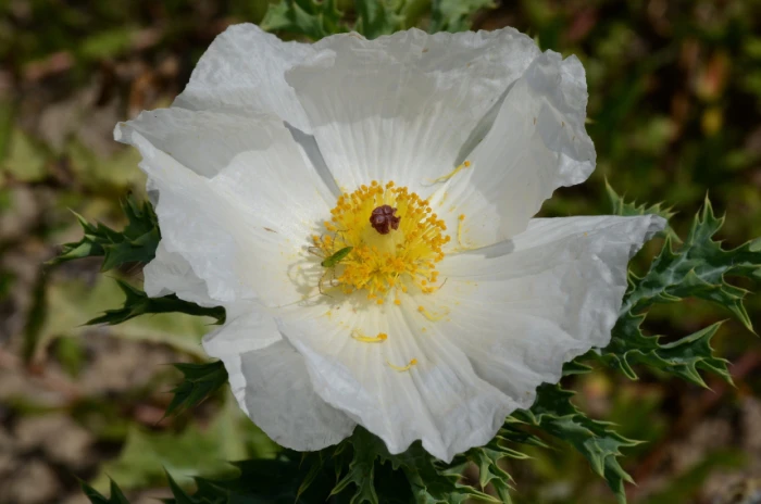Argemone albiflora image