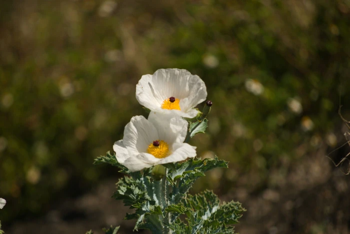 Argemone glauca image
