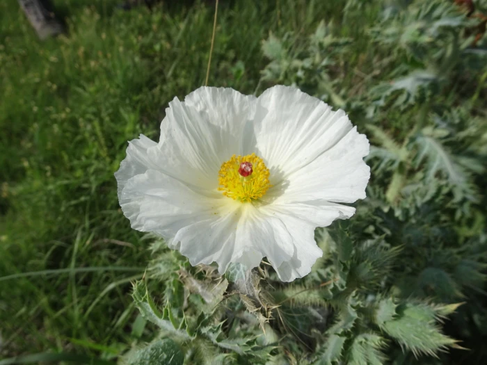Argemone polyanthemos image