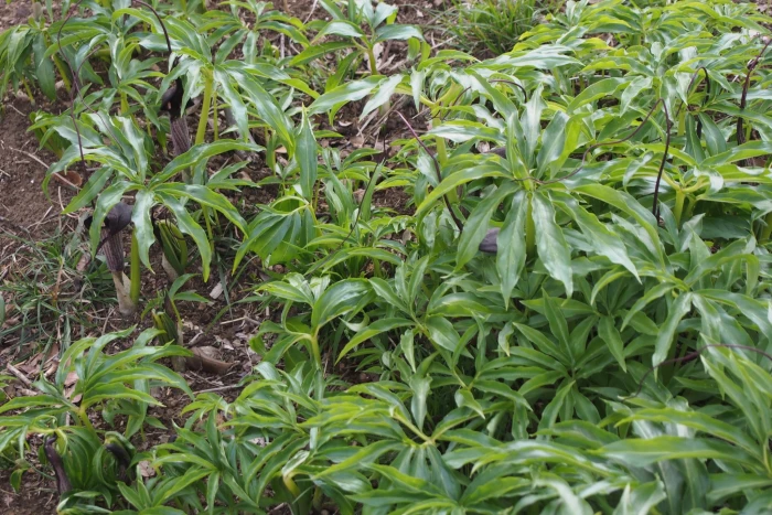 Arisaema urashima image