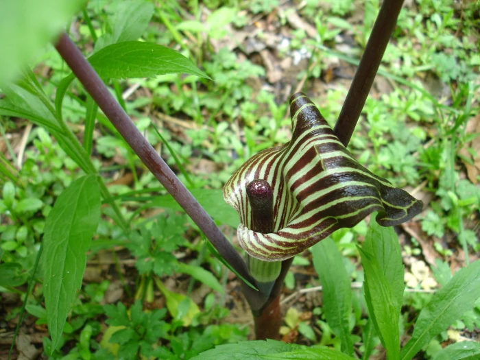 Arisaema triphyllum image