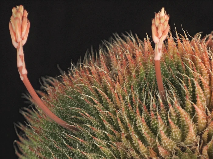 Aristaloe aristata image