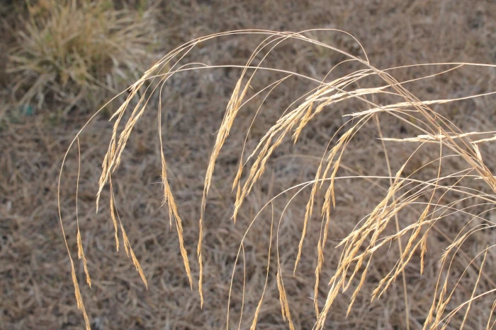 Aristida divaricata image