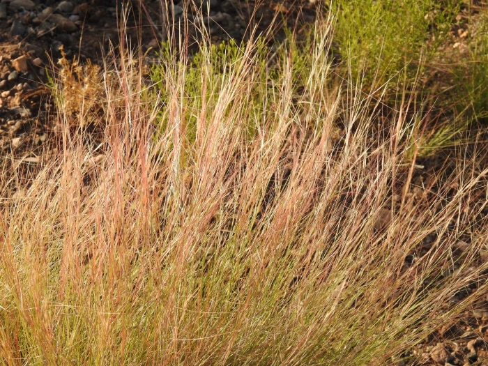 Aristida purpurea image