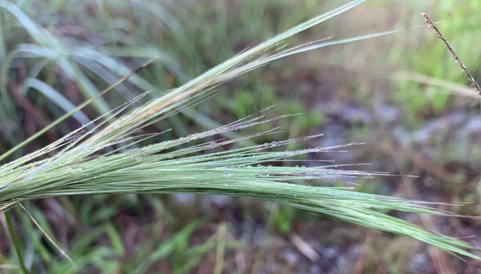 Aristida spiciformis image