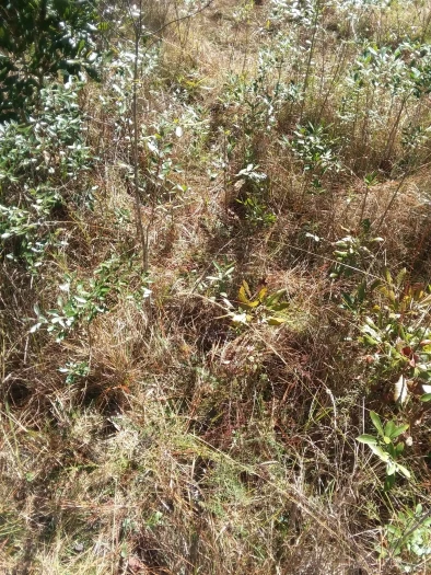 Aristida virgata image