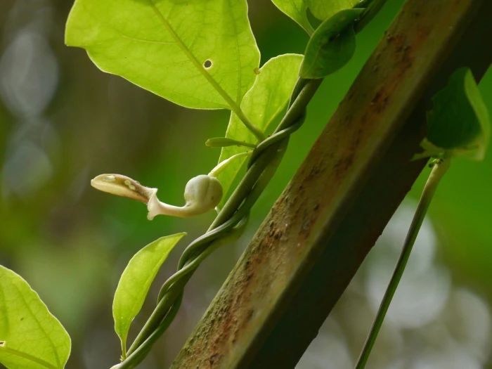 Aristolochia indica image