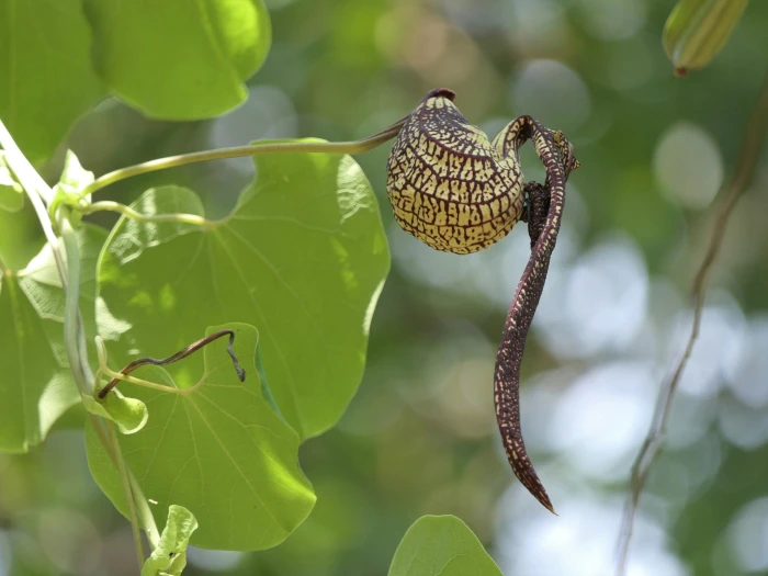 Aristolochia ringens image