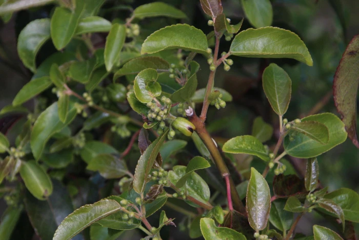 Aristotelia chilensis image