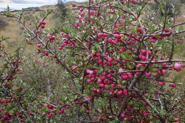 Aristotelia fruticosa image