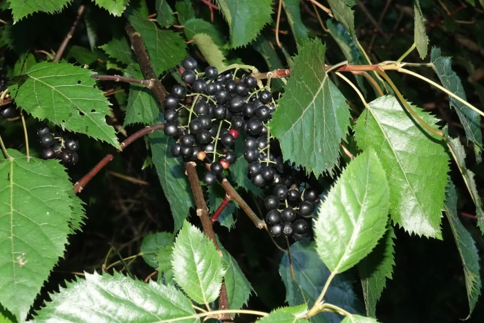 Aristotelia serrata image