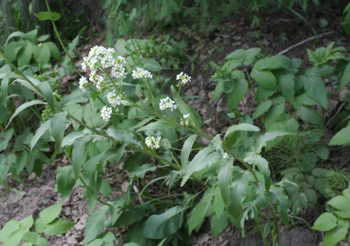 Armoracia rusticana image