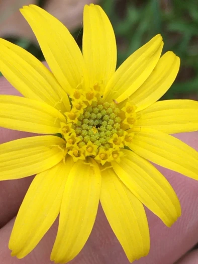 Arnica acaulis image