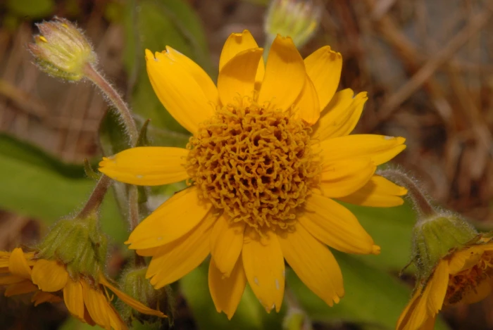 Arnica chamissonis image