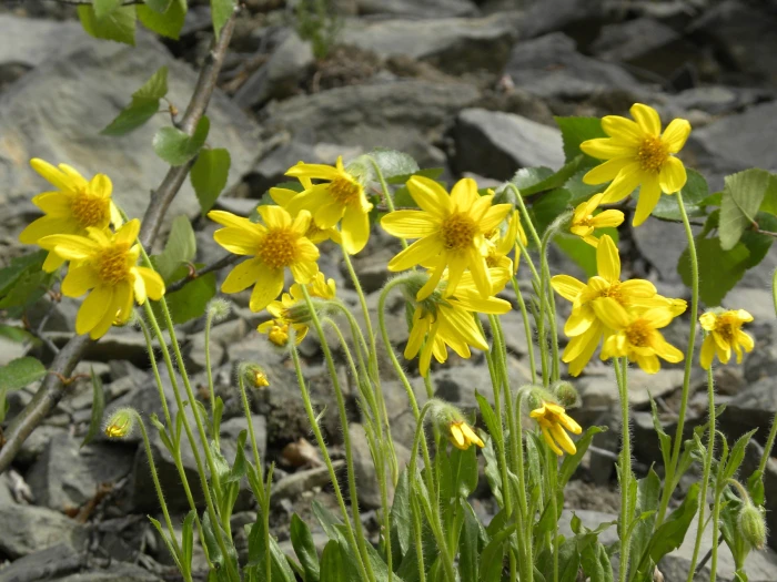 Arnica lessingii image