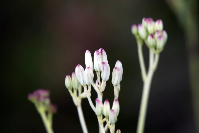 Arnoglossum ovatum image