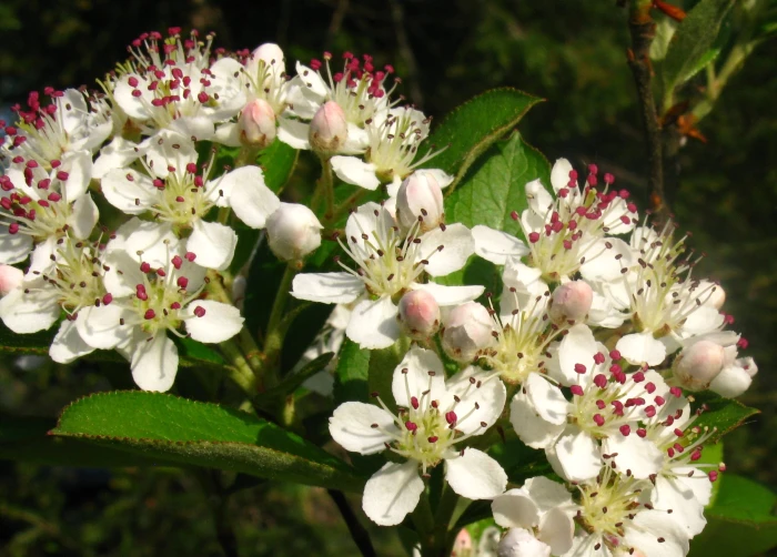 Aronia arbutifolia image