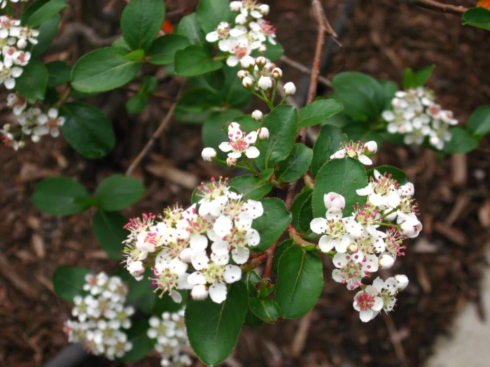 Aronia melanocarpa image