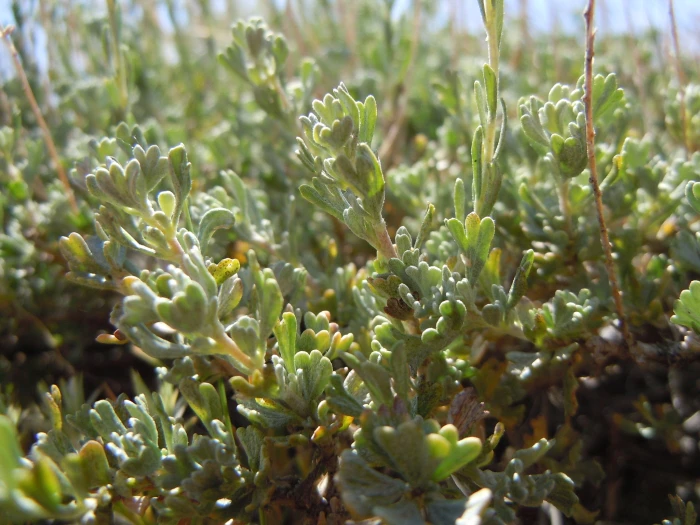 Artemisia arbuscula image