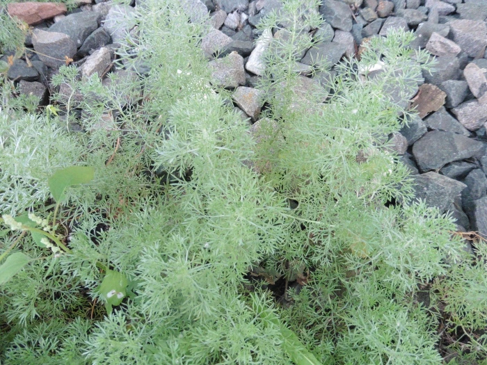 Artemisia austriaca image