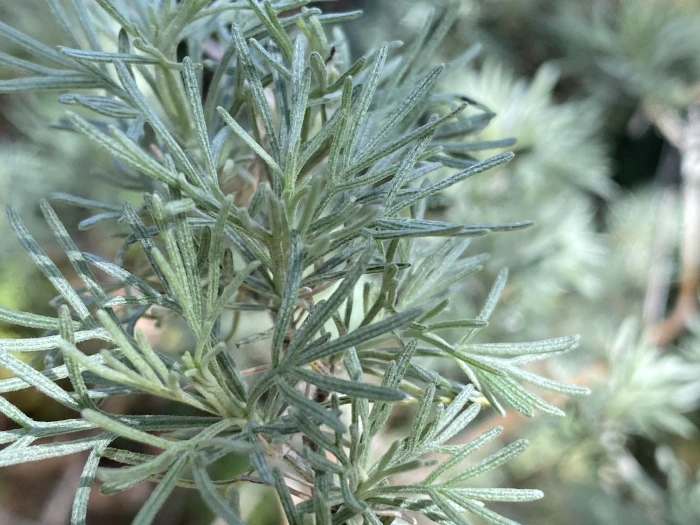 Artemisia californica image