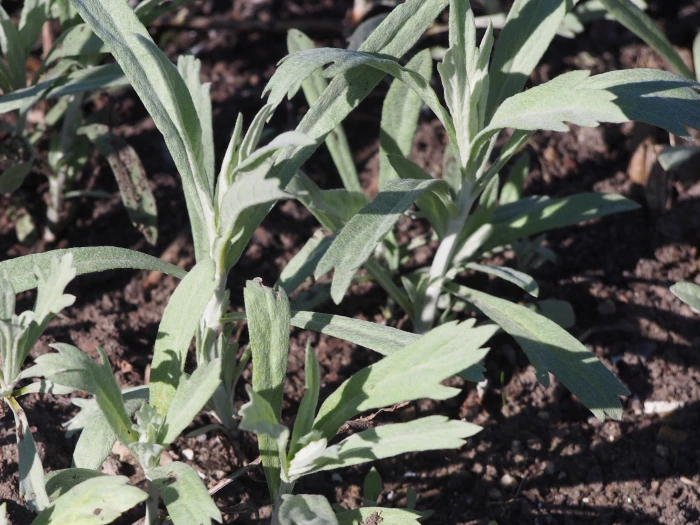 Artemisia ludoviciana image