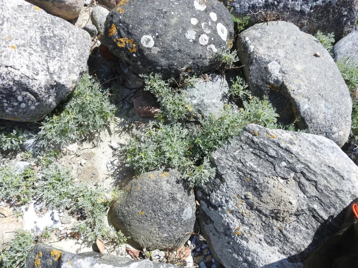 Artemisia maritima image