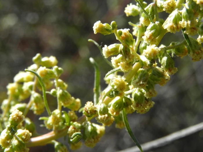 Artemisia palmeri image