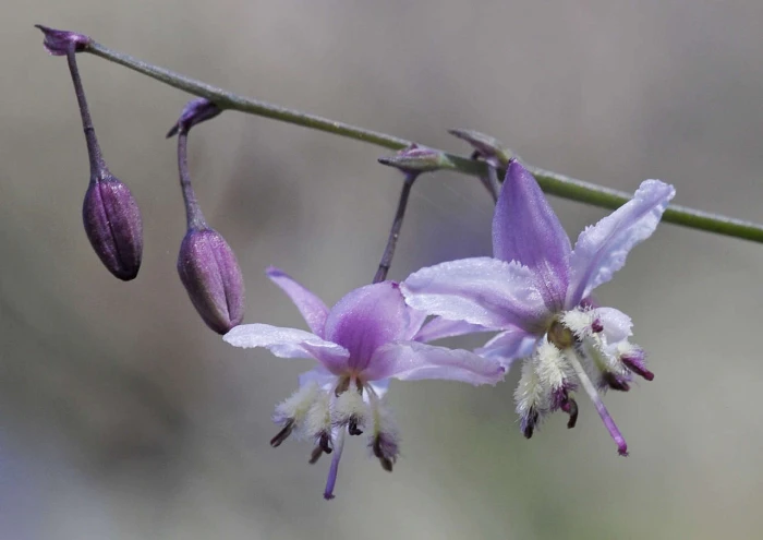 Arthropodium milleflorum image
