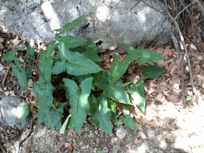 Arum concinnatum image