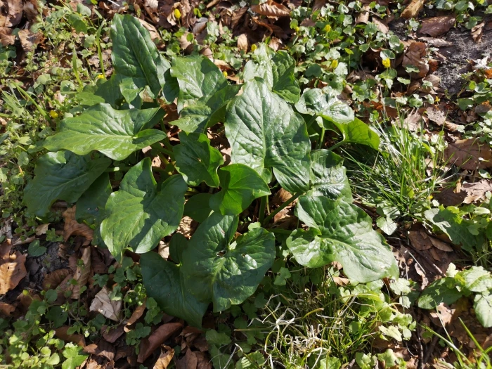 Arum cylindraceum image