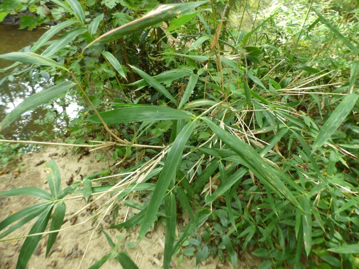 Arundinaria gigantea image