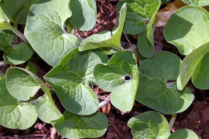 Asarum canadense image