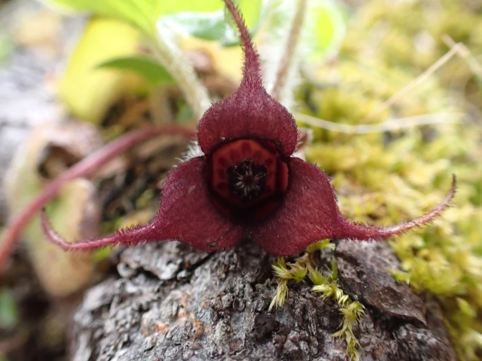 Asarum caudatum image