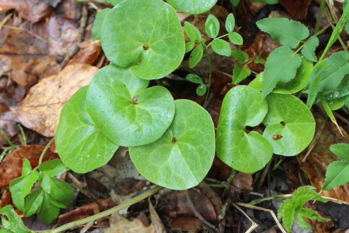 Asarum europaeum image