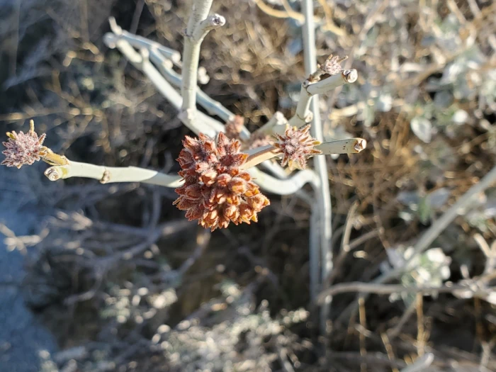 Asclepias albicans image