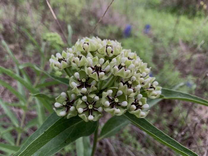Asclepias asperula image