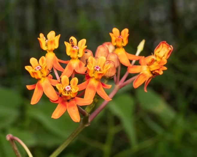 Asclepias lanceolata image