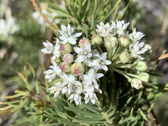 Asclepias linaria image