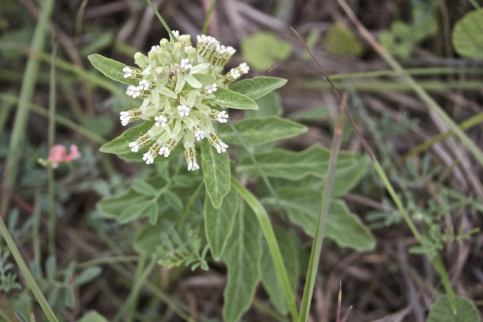 Asclepias oenotheroides image