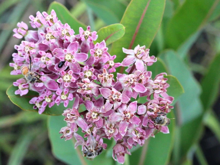 Asclepias sullivantii image
