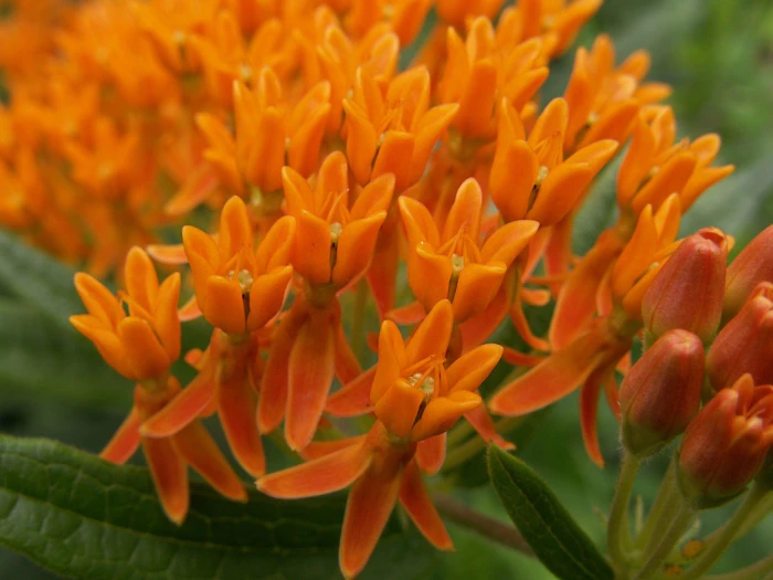 Asclepias tuberosa image