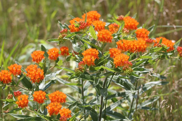Asclepias tuberosa subsp. interior image