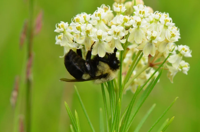 Asclepias verticillata image