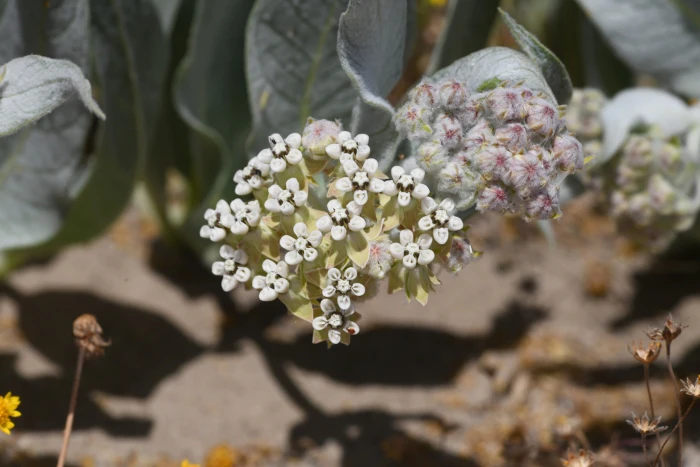 Asclepias vestita image