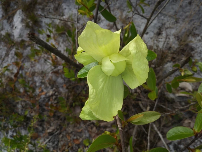 Asimina obovata image