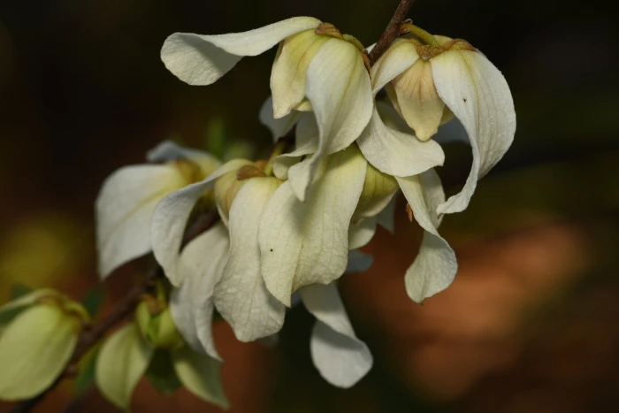 Asimina reticulata image